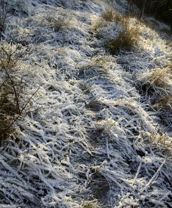 givre dans le pré