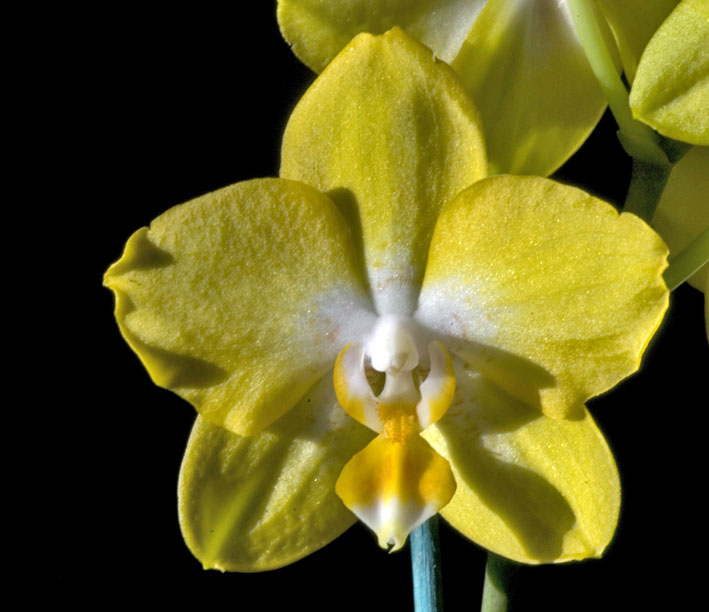 fleur de phalaenopsis en éclairage de face