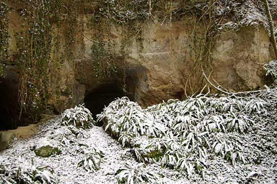 la colonie de scolopendres