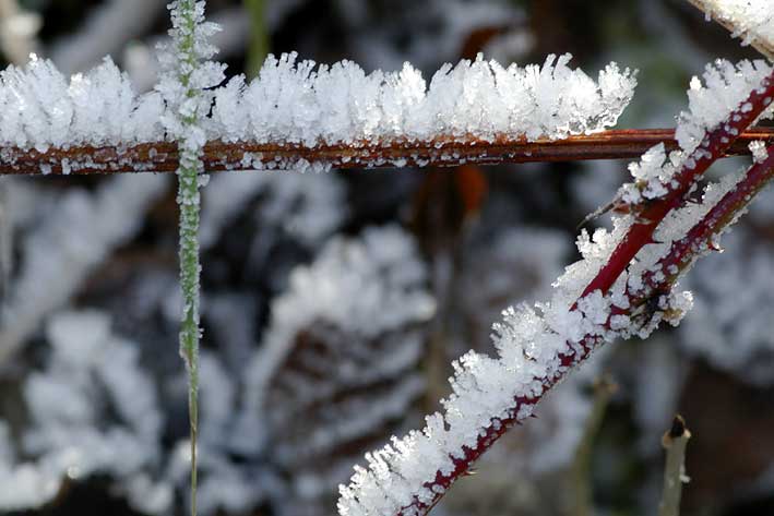 givre sur ronce