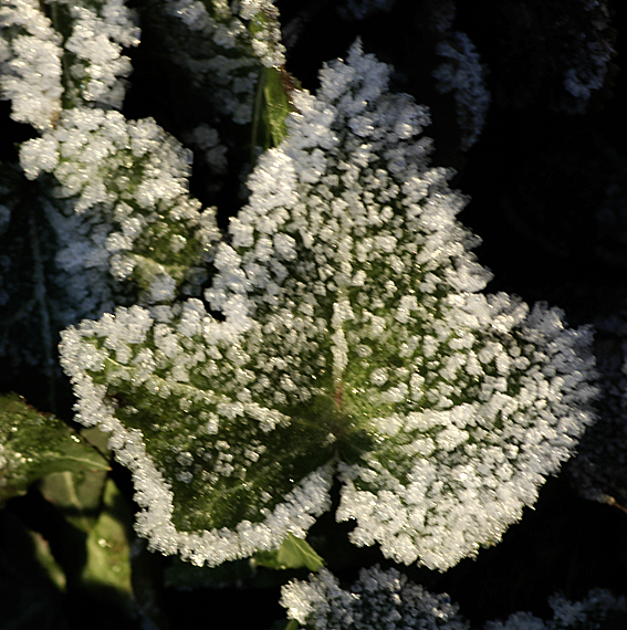 feuille lierre et givre