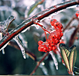 baies de cotoneaster enrobées de glace