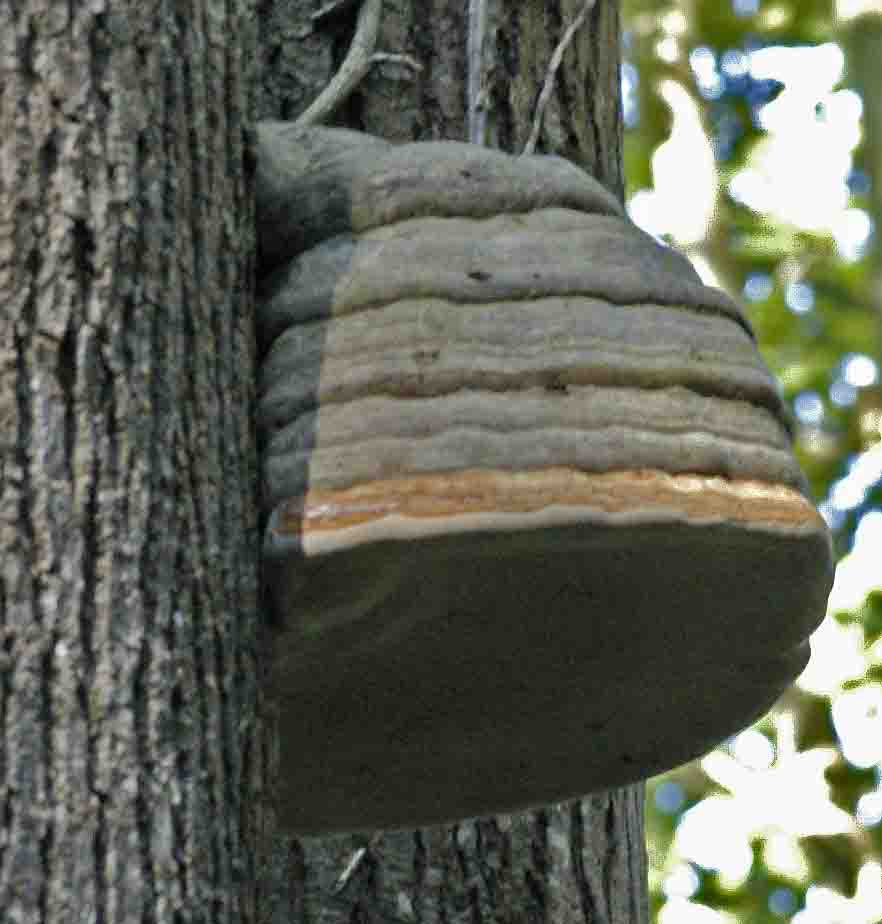polypore blanc sur frêne