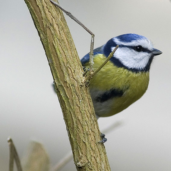 mésange bleue