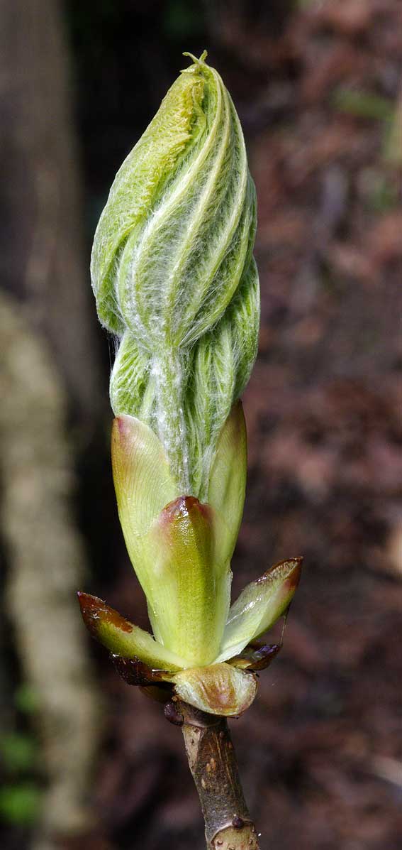 poils sur feuilles de marronnier