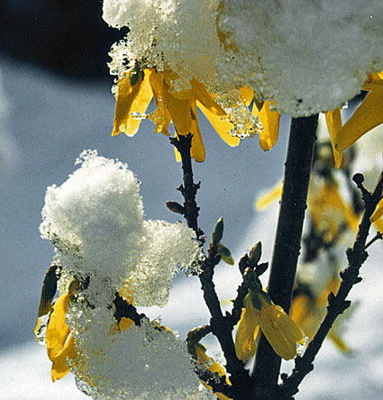 neige sur forsythia