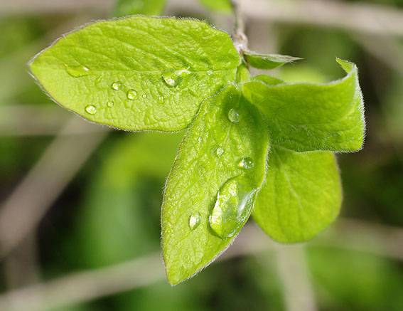 poils sur chévrefeuille des bois