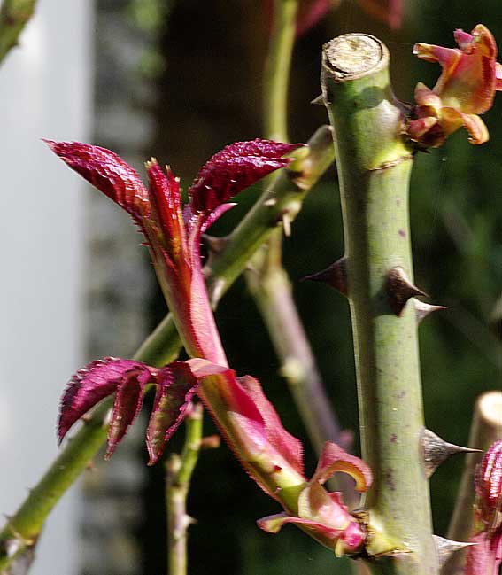 pousses rouges du rosier