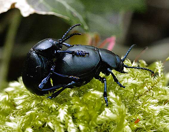 ne crache pas son sang cette fois ! timarque crache-sang