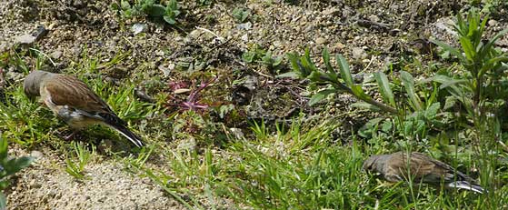 têtes de linottes ! couple de linottes mélodieuse