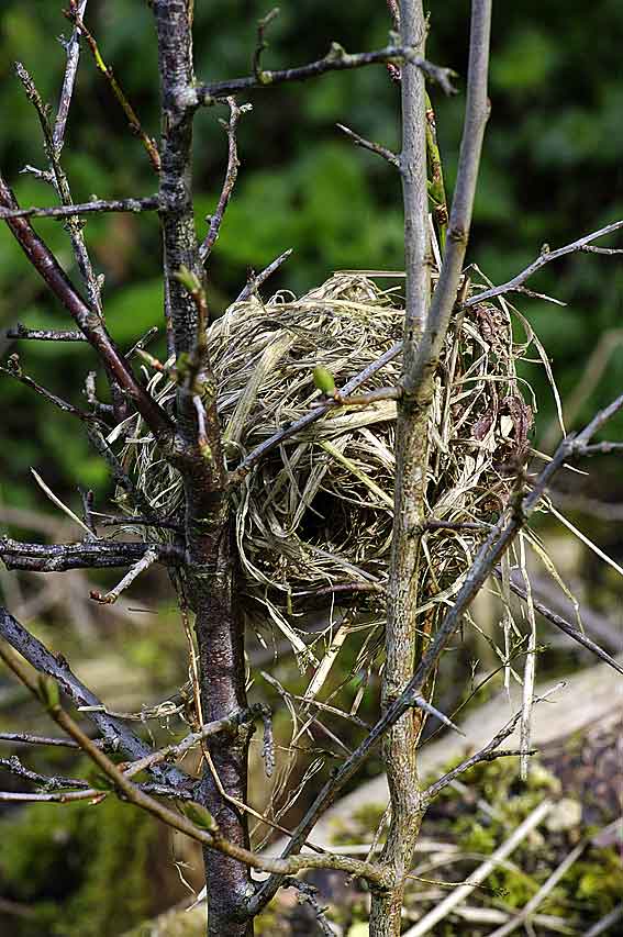 comme on fait son lit d'herbes assemblées nid du muscardin
