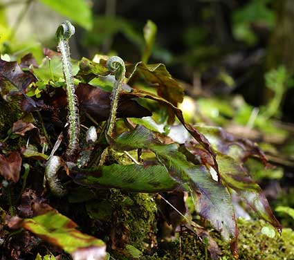 déroulement jeunes frondes de scolopendre
