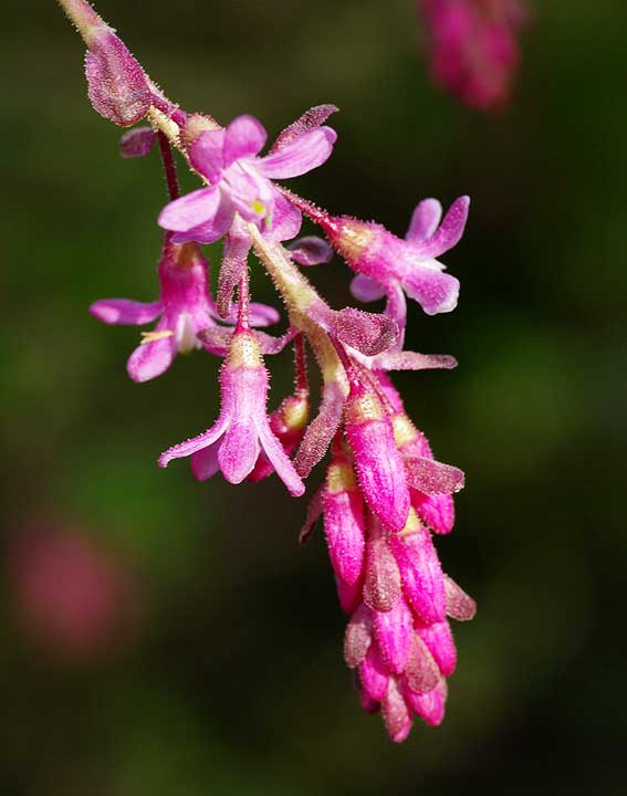 fleurs du groseiller à fleurs