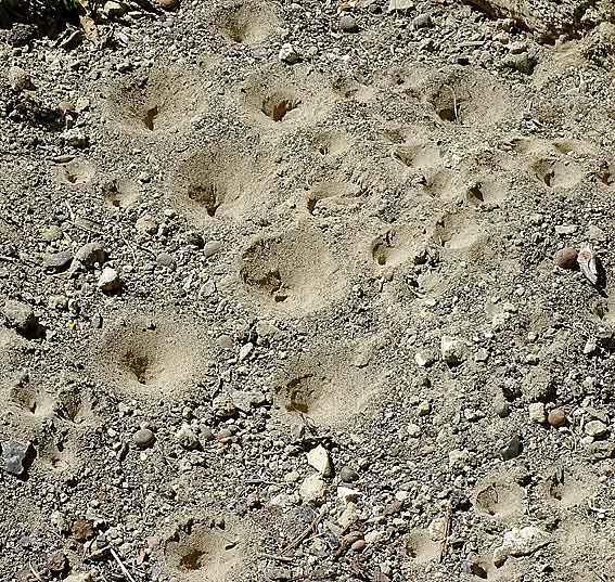 mais oui on a marché sur la lune... cratères de fourmilions dans le sable