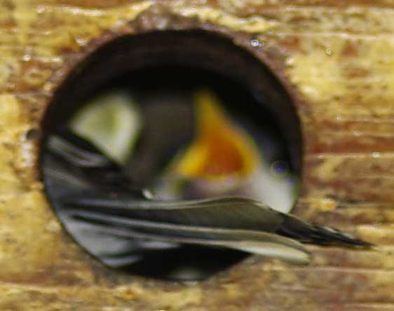 adulte et jeunes mésanges au nid