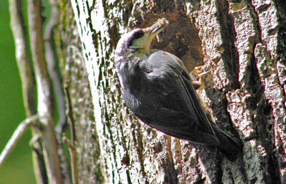 sittelle nourrissant ses petits