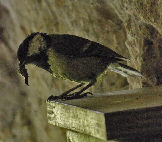attente de nourrissage sur le balcon