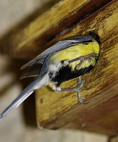 mésange au trou de vol