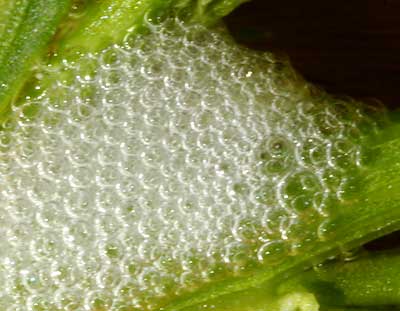 avec ou sans mousse ? bulles de larve de cicadelle