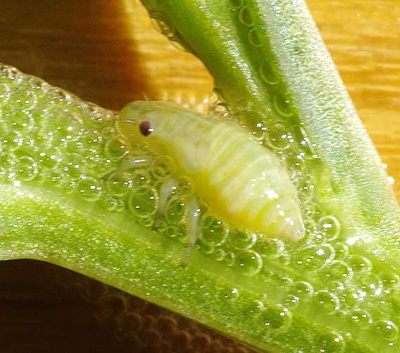 l'art de coincer la bulle ! larve de cicadelle