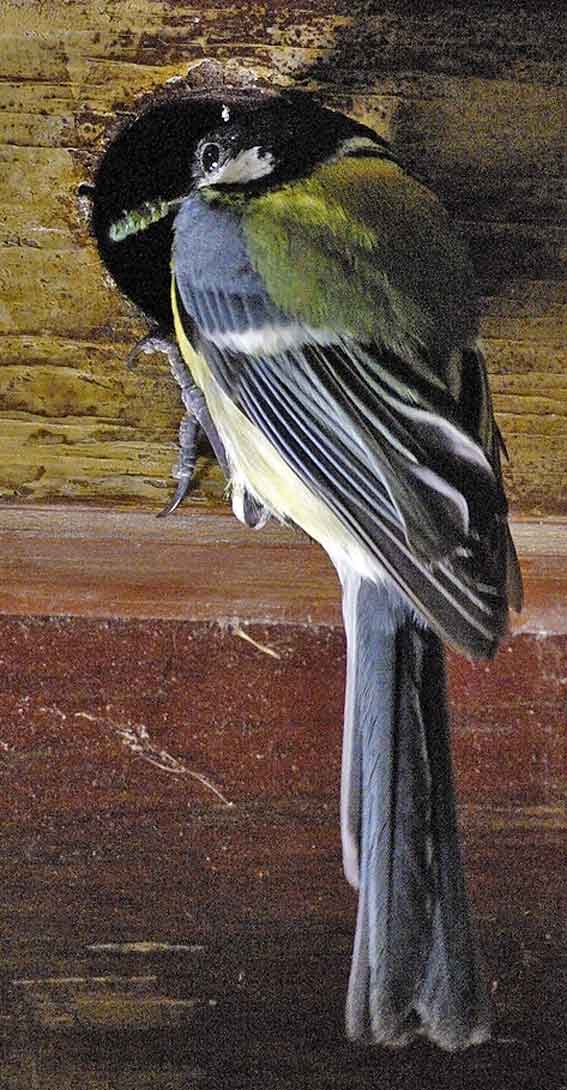 charbonnière au trou de vol