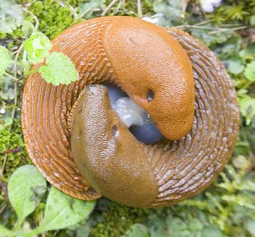 limaces accouplées