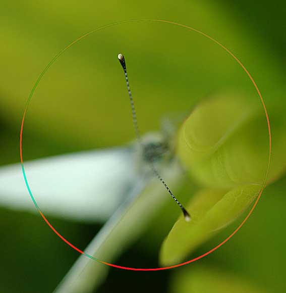 horloge de la piéride du chou