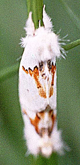 accouplement de papillons nocturnes