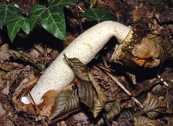 phallus impudicus