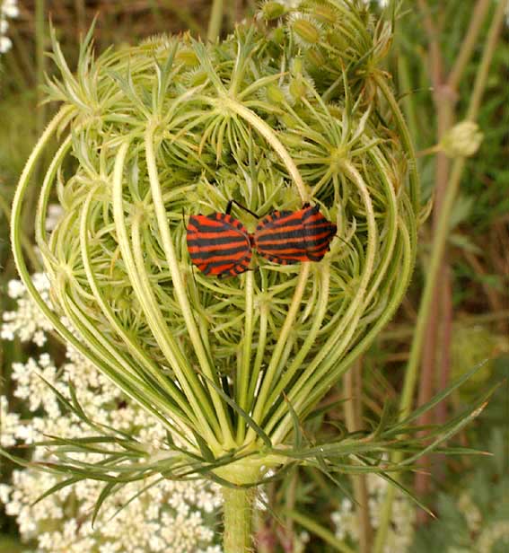 accouplement de punaises