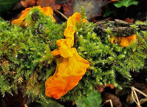 Tremella mesenterica