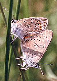 papillons accouplés