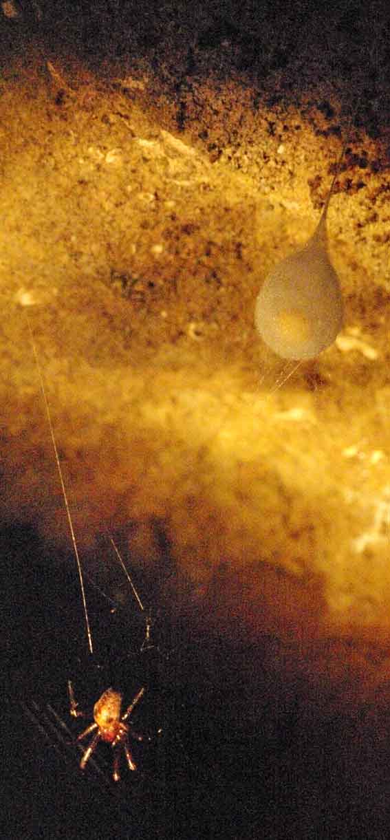 araignée Méa et sa ponte