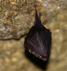 chauve-souris