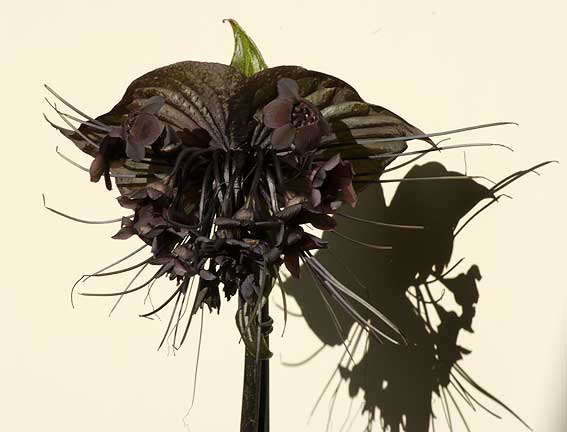 bractées et fleurs de Tacca