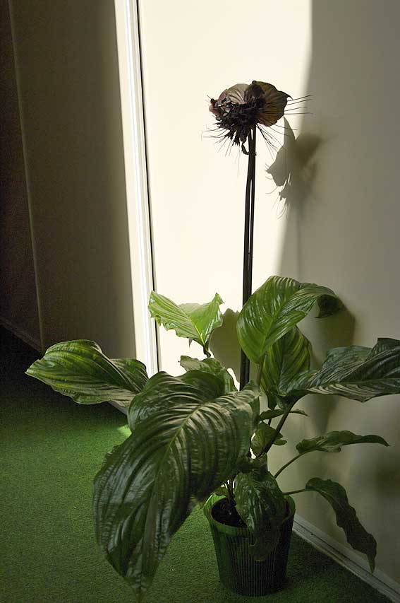 la Tacca plante asiatique