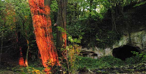 rayons de feu sur écorce de frêne