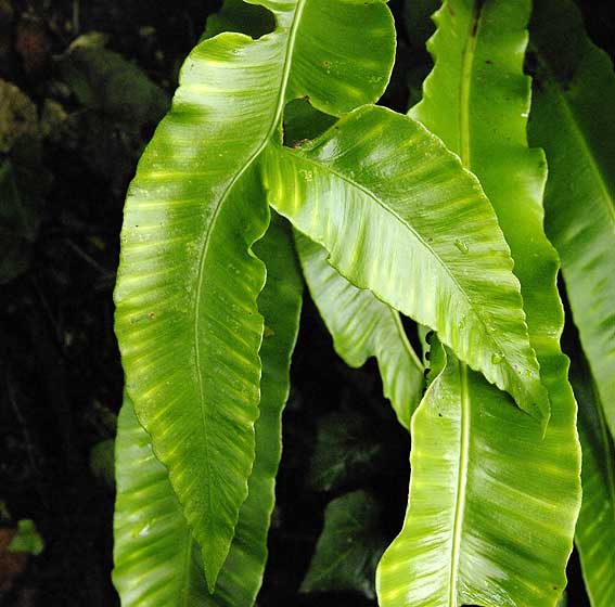 je ne veux voir qu'une seule tête ! division apicale de fronde