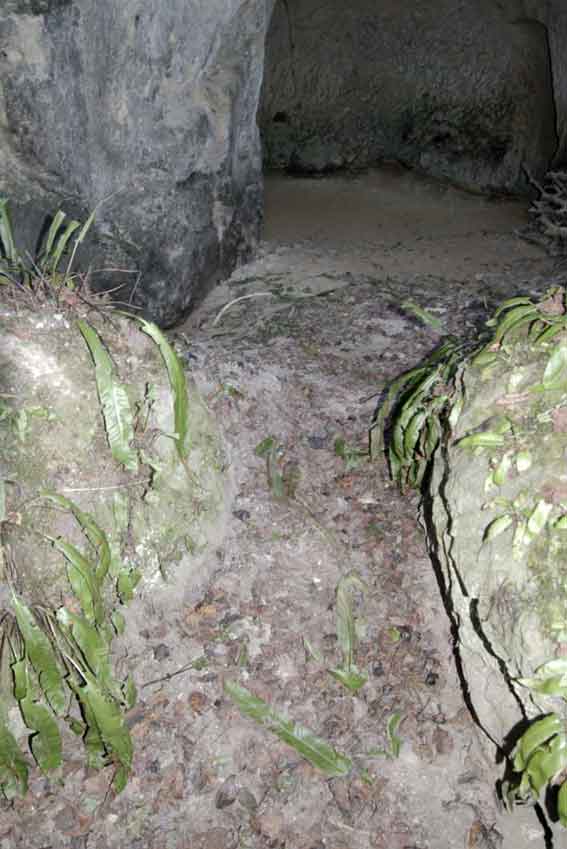 dormir dans les fougères... scolopendres coupés par les blaireaux