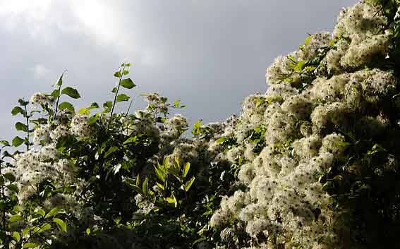 clématites en lianes indigènes