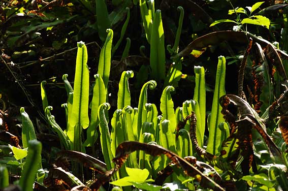 pour qui sont ces serpents qui sifflent....dans le sous-bois ? frondes érigées