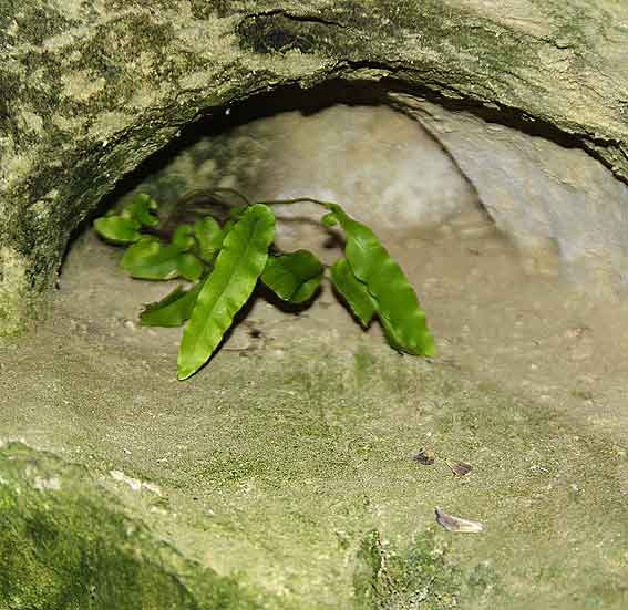 vivons cachées ! jeune pied de scolopendre dans une creute
