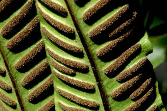 garde-à-vous ; pas de repos ! sporanges de scolopendres