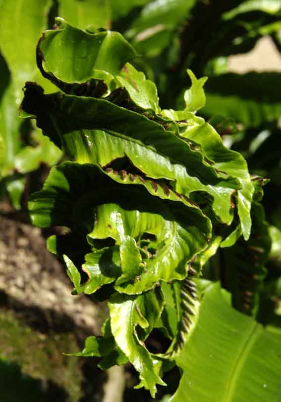 qui trop embrasse mal étreint ! effet de perturbation sur frondes