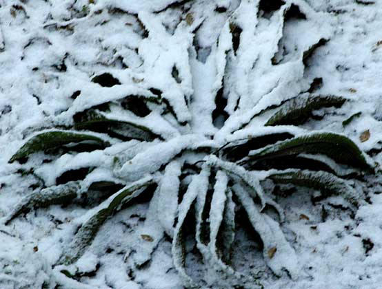 scolopendre et neige