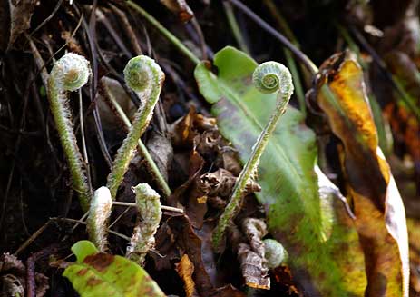 coeurs à prendre jeunes frondes de scolopendres