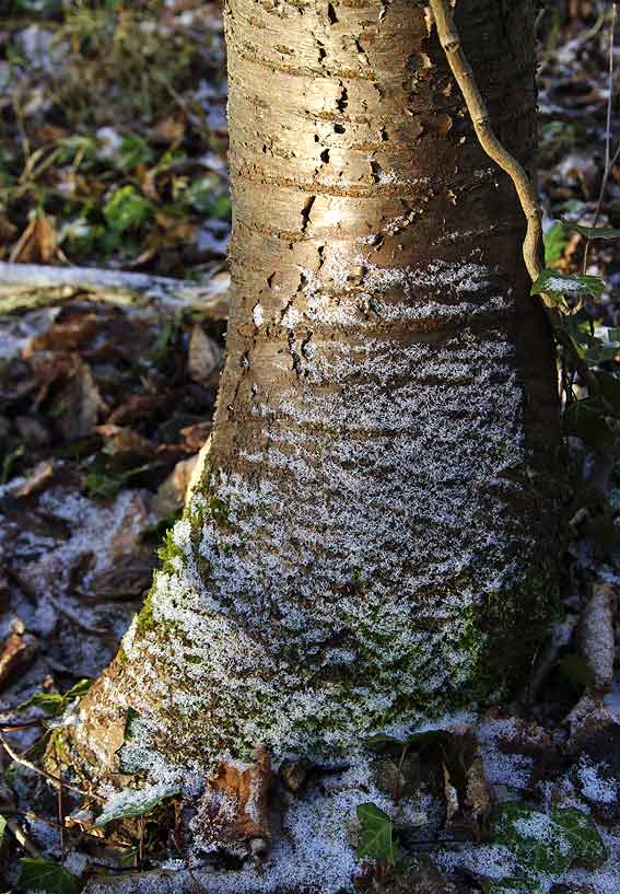 tronc de noisetier et paillettes de glace