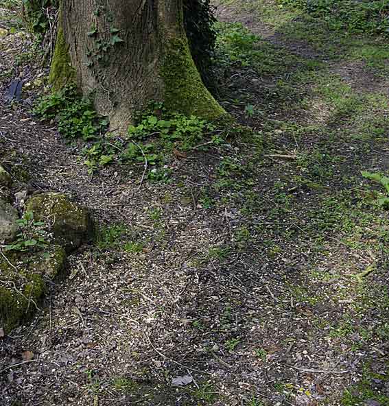 copeaux avertisseurs copeaux qui trahissent la présence du pic