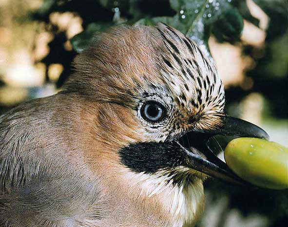 attention le petit oiseau.... portrait d'un geai