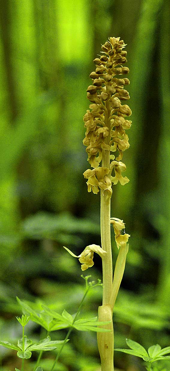 Neottie nid-d'oiseau